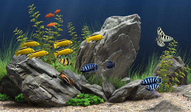 梦幻水族馆屏保(Dream Aquarium) 1.4软件截图（2）