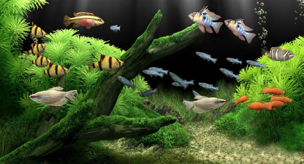 梦幻水族馆屏保(Dream Aquarium) 1.4软件截图（3）